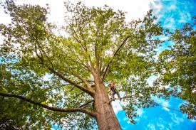 Best Tree Removal  in Wakefield, VA