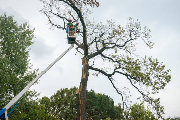 Reliable Wakefield, VA Tree Removal Solutions