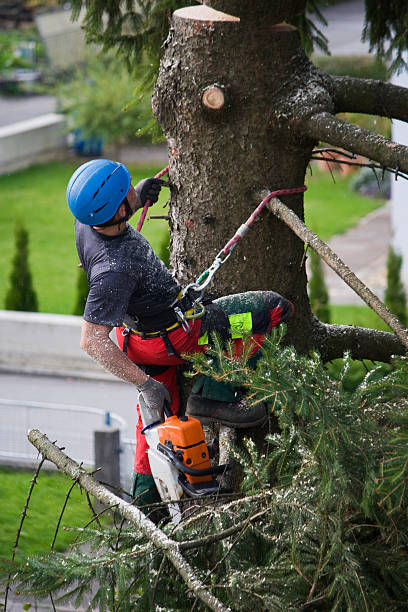 Best Lawn Watering Services  in Wakefield, VA