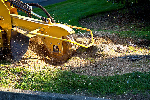 Best Lawn Irrigation Installation and Maintenance  in Wakefield, VA